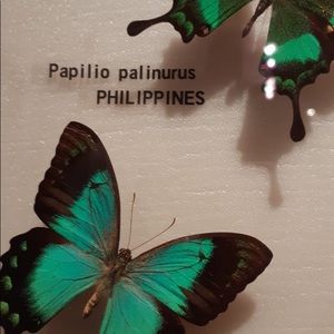 Meet your Posher, Yeliz